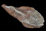 7.3" Devonian Armored Osteostracan (Victoraspis?) Fossil - Ukraine - #131402-3